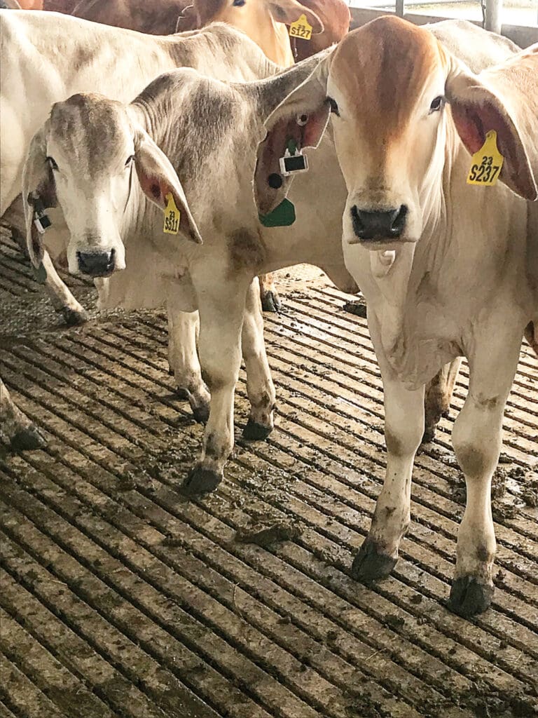 Smart tags aid in BIN Project steers used for grazing feed efficiency research