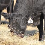 Smart tags aid in BIN Project steers used for grazing feed efficiency research