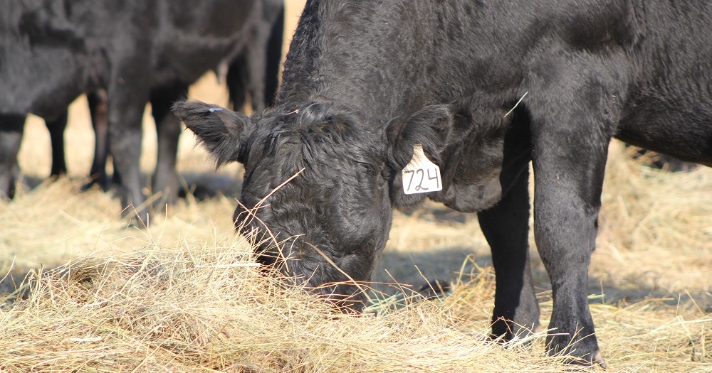 Plan now to manage 2024 forage costs