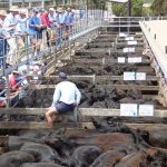 Summer shelter reminder for southern producers