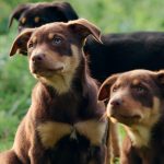 Wild Dog Barrier Fence worth questioned by Queensland councils | Queensland Country Life