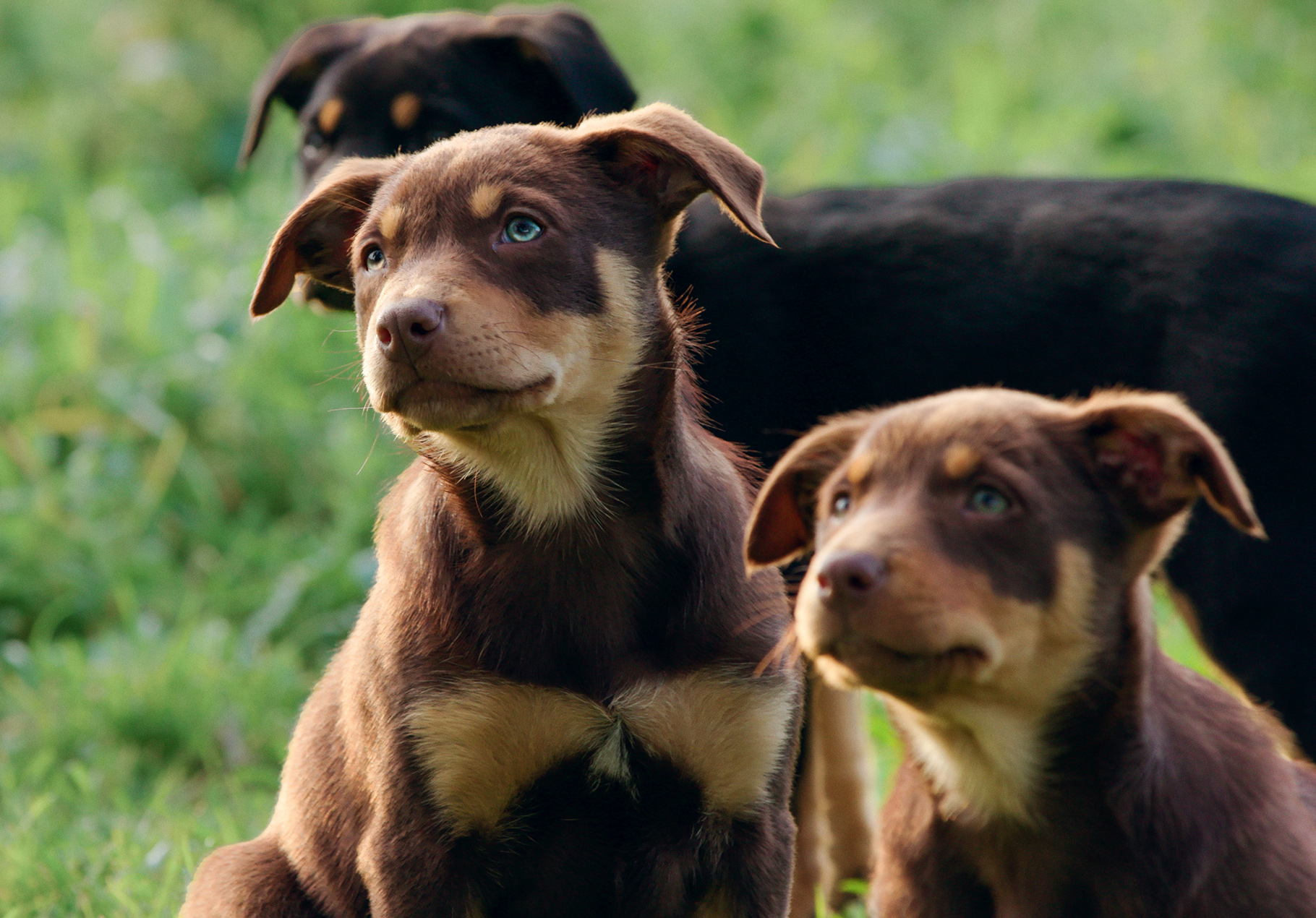 The fascinating story behind how the kelpie got its name