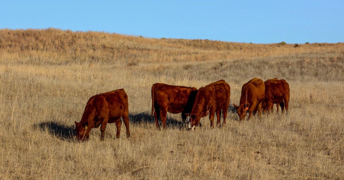 Growing calf requirements with protein supplementation while winter grazing