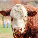 Company releases AI-powered, predictive cattle feeding recommendations