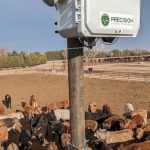 Cattle vocalization research may improve animal welfare insights