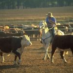 Beef steers topped the sheets at the Boyanup store cattle sale. | Farm Weekly