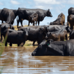 Rounding up a risky punt