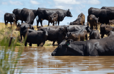 Equity and transparency needed in any new biosecurity levy, says Cattle Australia