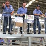 Heavy prime and feeder cattle dominate at Clermont