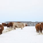 Experimenting with pasture program can pay off