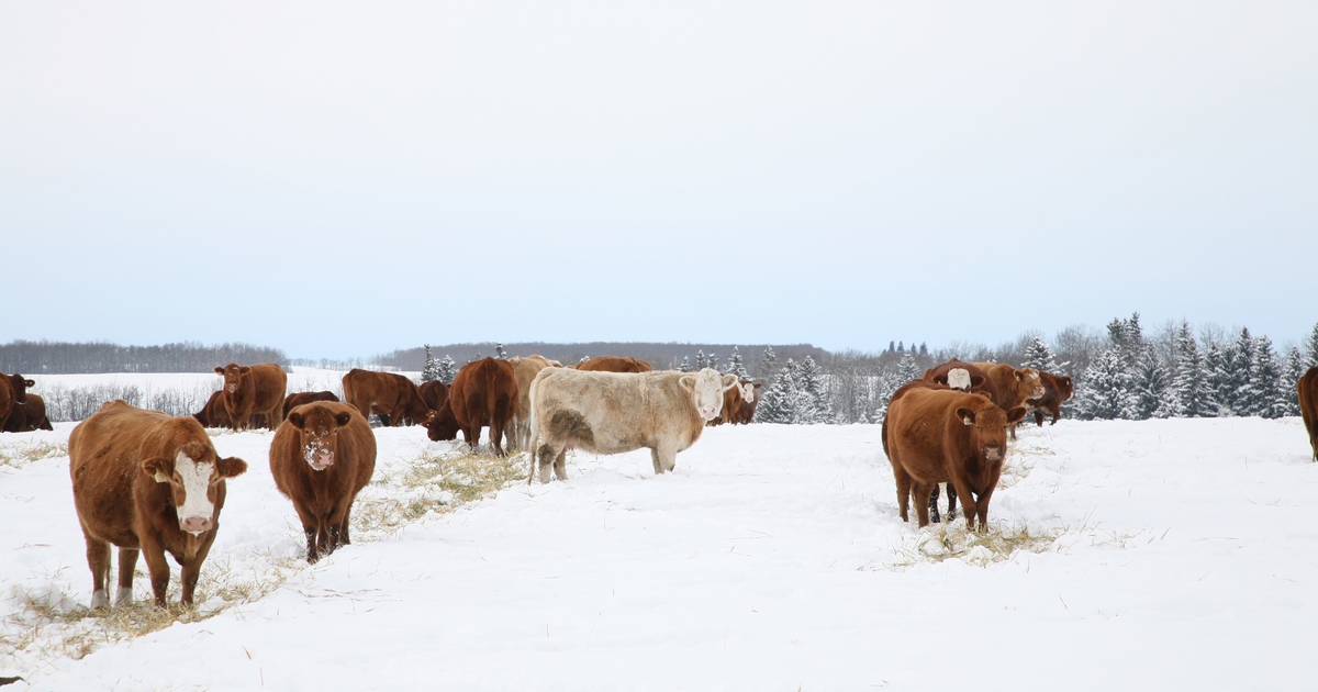 Managing winter water supply