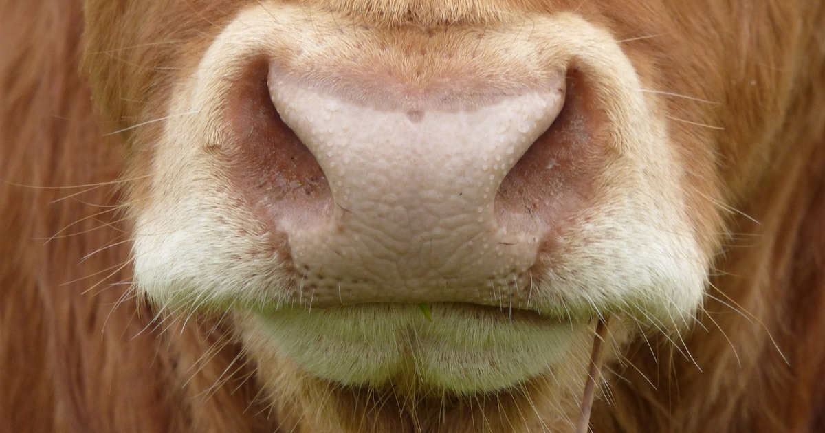 First-of-its-kind technology analyzes cow muzzles to predict illness