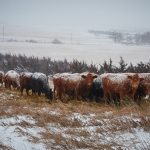 Cattle vocalization research may improve animal welfare insights