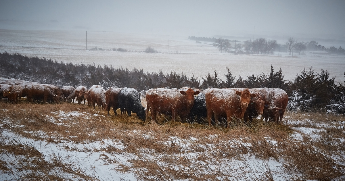 Nutritional considerations going into calving