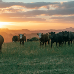 Farmers harvest seed clover | The Weekly Times