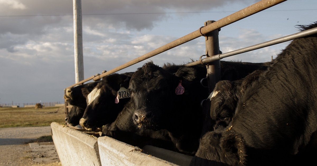 2024 Beef Feedlot Roundtable Series meetings scheduled across Nebraska