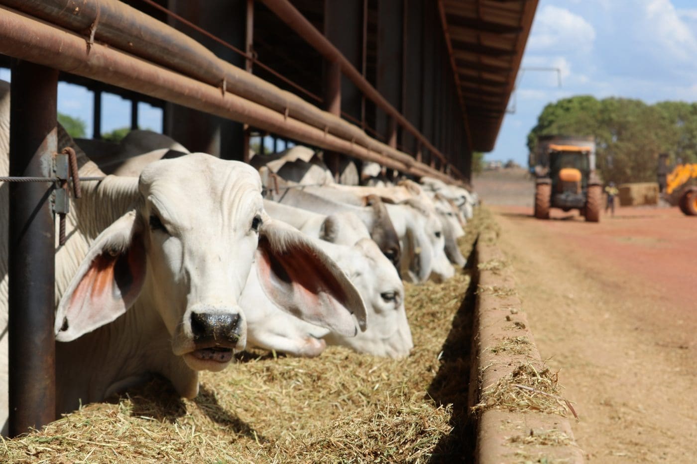 Live sheep and cattle ship sent back to Australia as tensions rise in the Red Sea