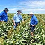 How rice growers are helping to conserve an endangered bird