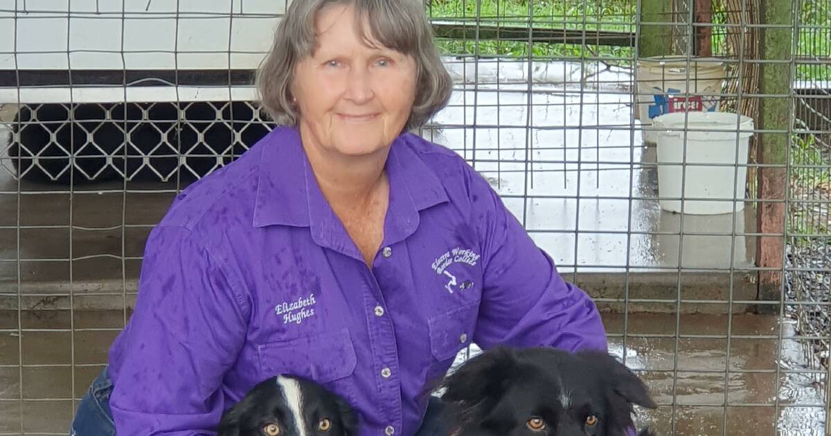 Working dogs fill staffing gaps on farm