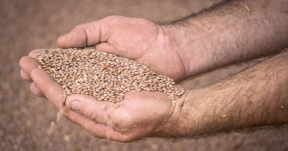 India extends tariff-free access for Australian lentils