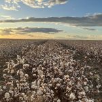 Tropical lows to bring heavy rainfall to northern Australia | Queensland Country Life