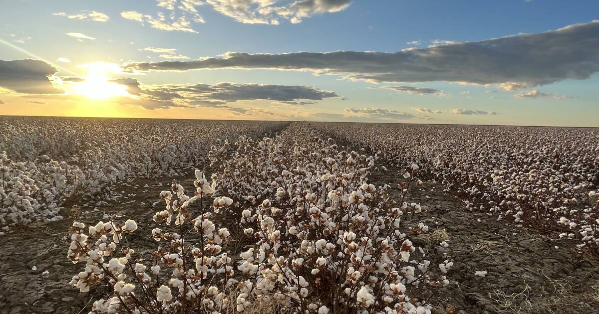 More north west producers diversify into cotton farming | North Queensland Register