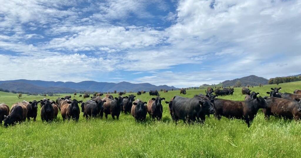 Queensland buyers head south chasing breeding females after Kirrily rain