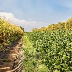 Premium Riverina almond, farming operation on the market | Video