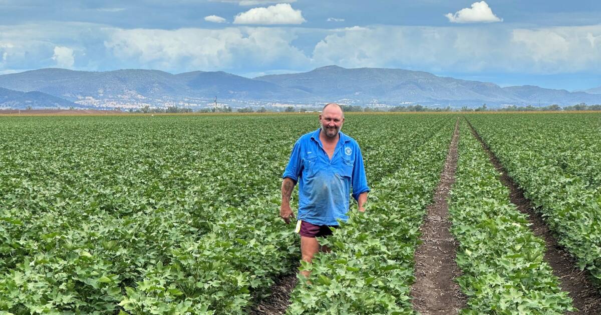 Battery Hill cotton looking good despite 'horrible start'