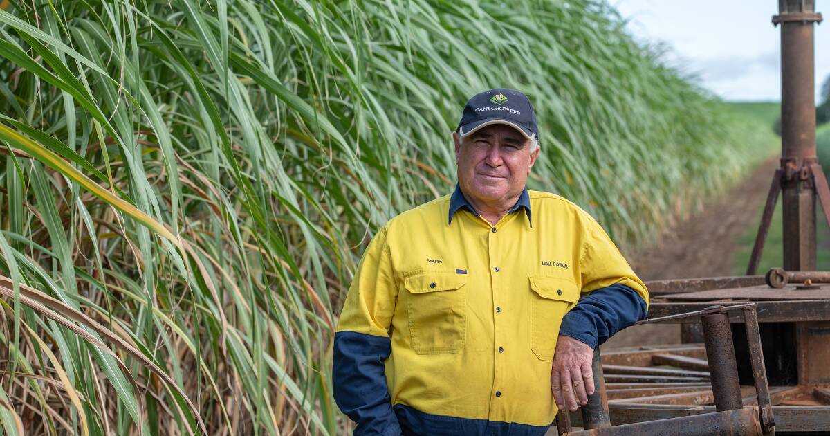 Bundaberg growers fear Paradise Dam rebuild could take many years