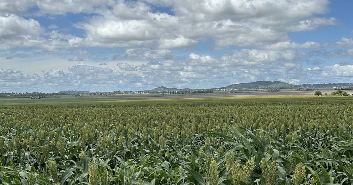 Queensland and NSW rain boosts summer crop prospects | Queensland Country Life