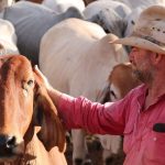 Revealed: Australia's top 10 terminal and maternal ram studs of 2023