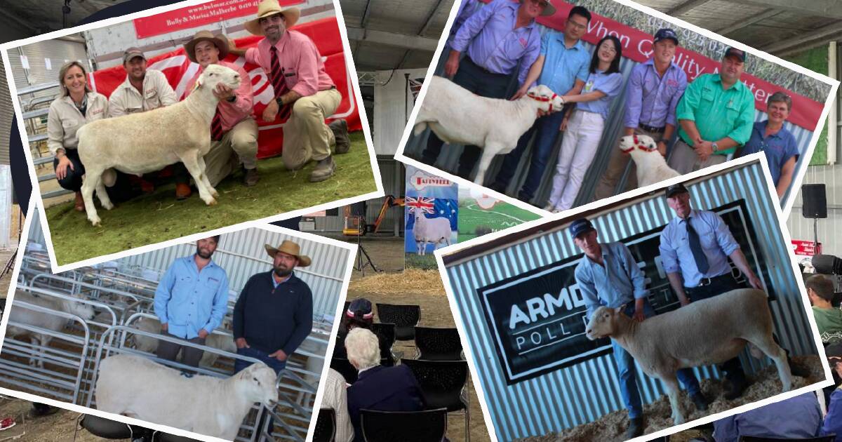 Revealed: Australia's top 10 terminal and maternal ram studs of 2023