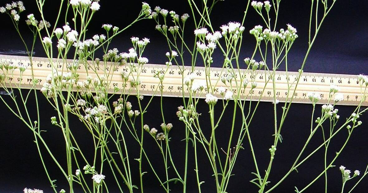 Invasive weed sticky florestina taking hold in Queensland’s central west | Queensland Country Life