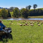 Australian beef exports top 1.08mt in 2023