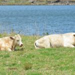 McKinlay graziers face 'biggest flood on record'