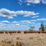 Caring for stock in challenging weather conditions