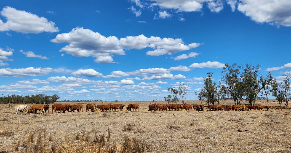 Rain starts to break through Darling Downs dome