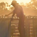 Cows and calves hit $2150 at Beaudesert