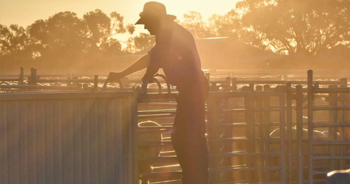 Resilience workshops series for Far West livestock producers | The Land