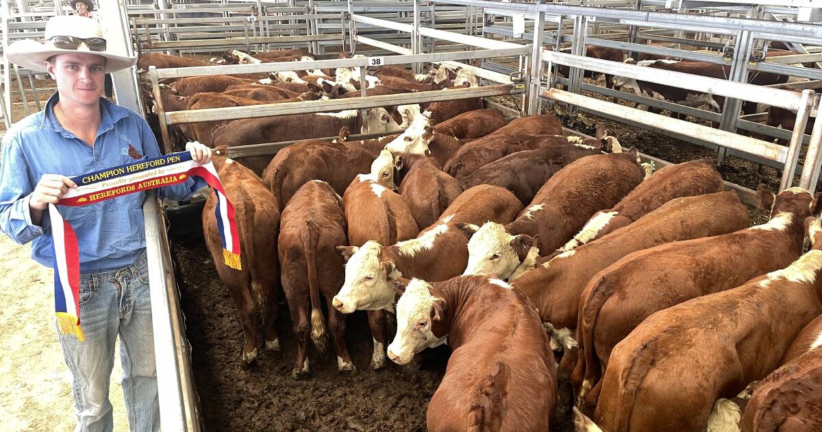 Whiteface and Euro cattle prices on par with the week at Wodonga | January 5