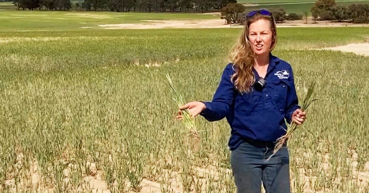 Fertiliser helps barley combat salinity