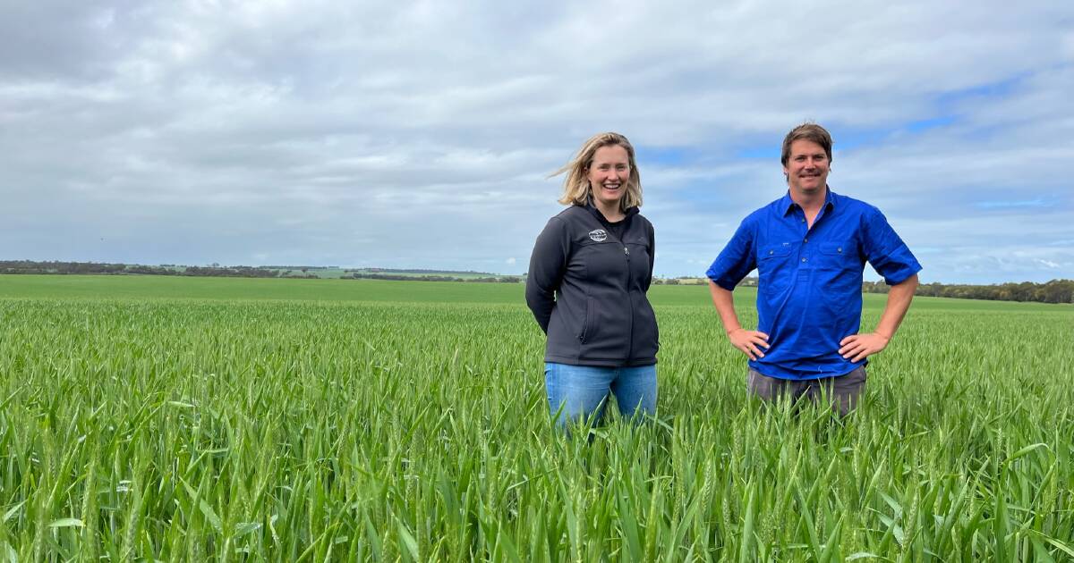 Dark horse Brumby wheat stretches its legs in WA grainbelt