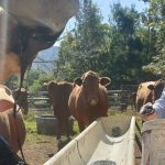 Whiteface and Euro weaners shine at Wodonga | Photos