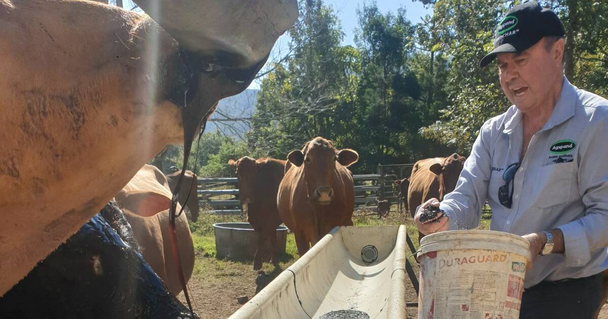 Biochar success: wagyu producer reduces rates of lantana poisoning