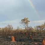 Mortlake weaner sale attracts orders north to Queensland