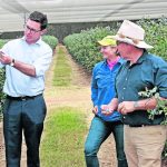 NSW buyer who supplies Coles Graze swoops in to buy 25pc of Casterton's Hereford steers