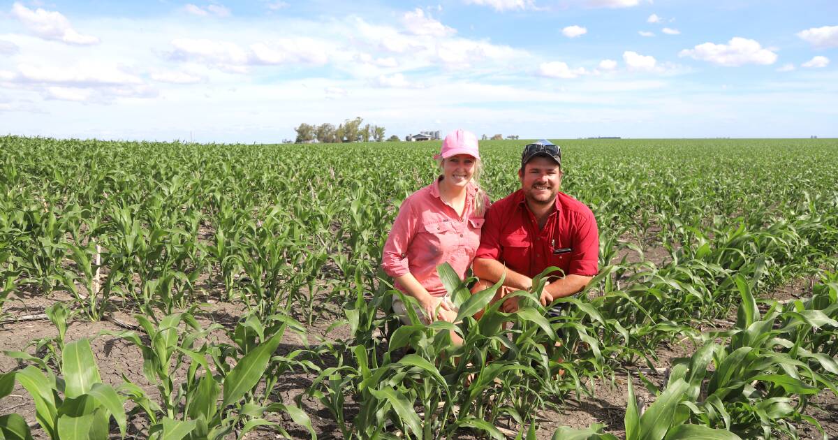 Drought challenges and crop choices at Jimbour West | Queensland Country Life