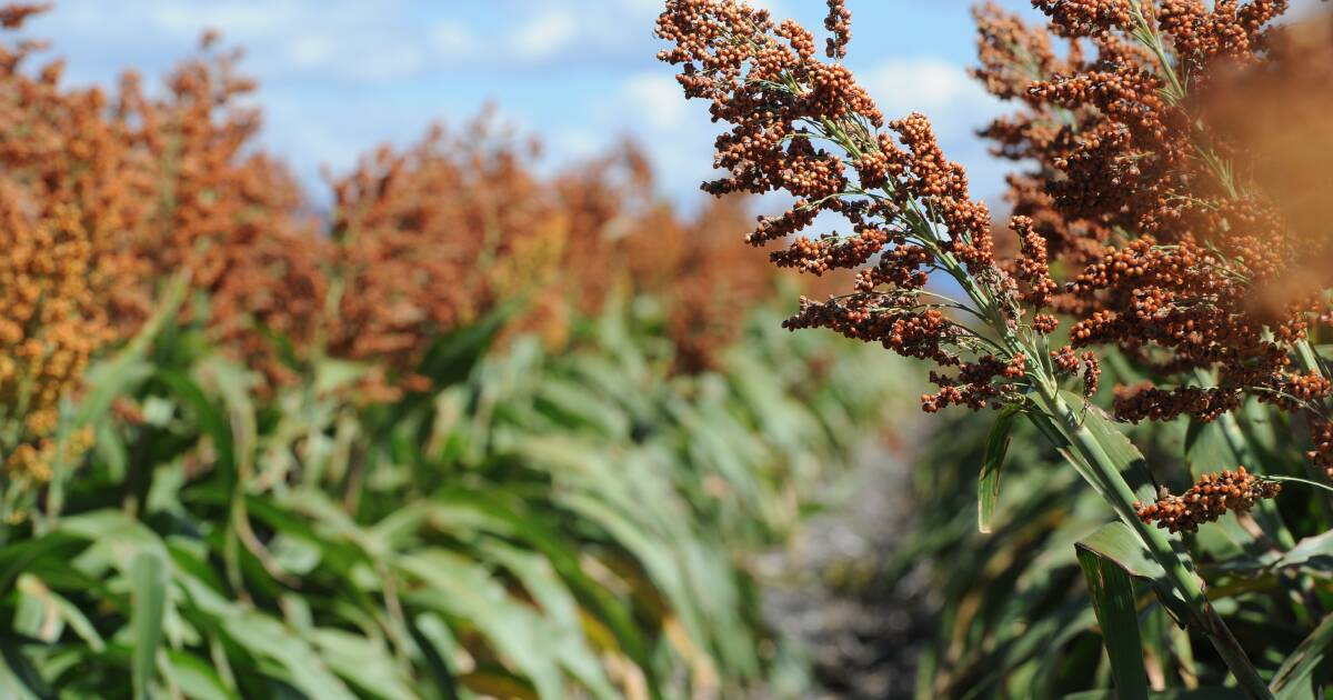 Sorghum crops flourish with summer storms