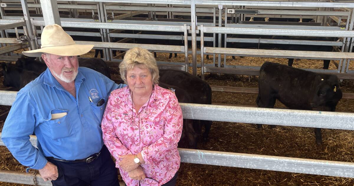 Battle for the best cattle as NSW prices improve